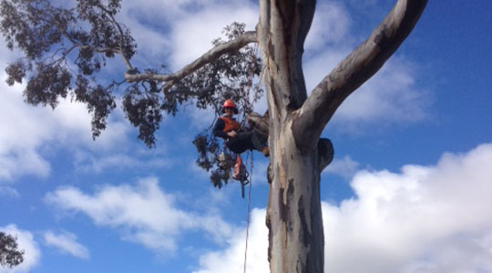 Christine Rampling in a harness in a tree at work.